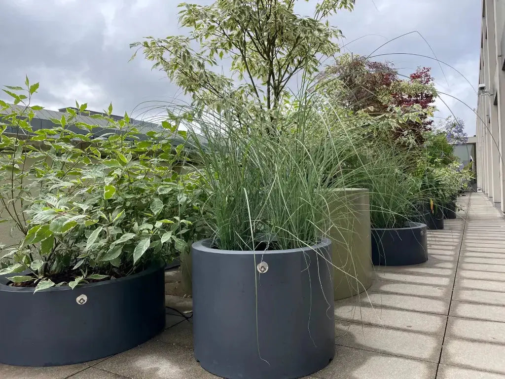 Pots Rodéo en alignement sur un espace public