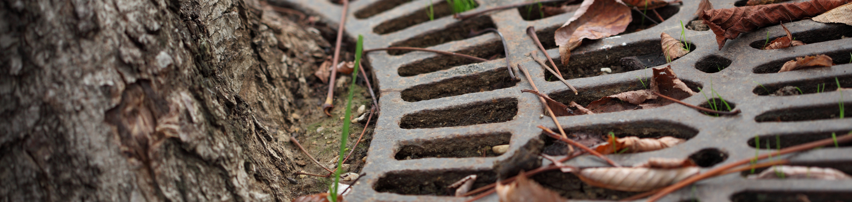 Grille d'arbre