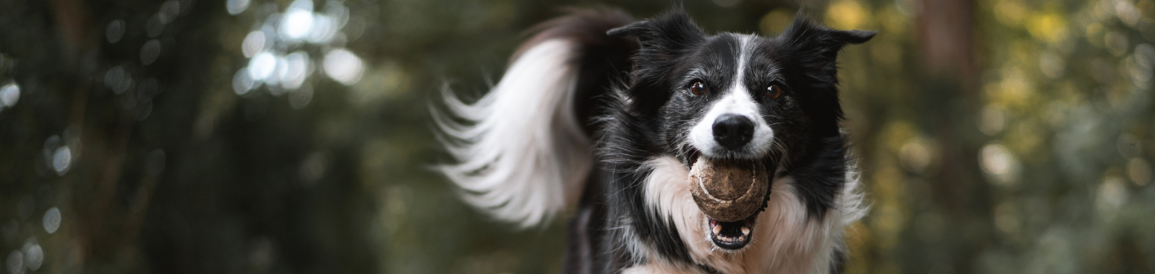 Hygiène canine